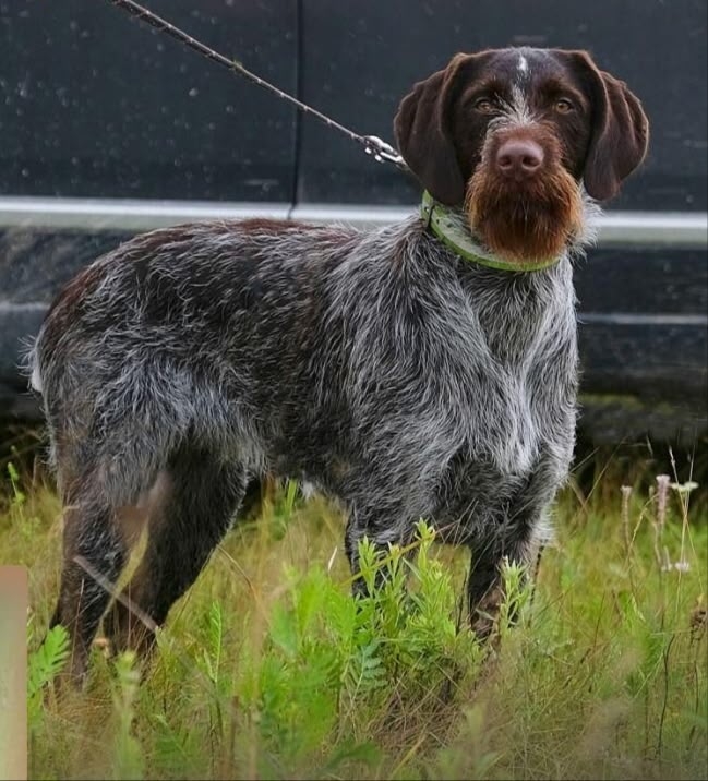 Найдена собака в Обнинске — фото объявления
