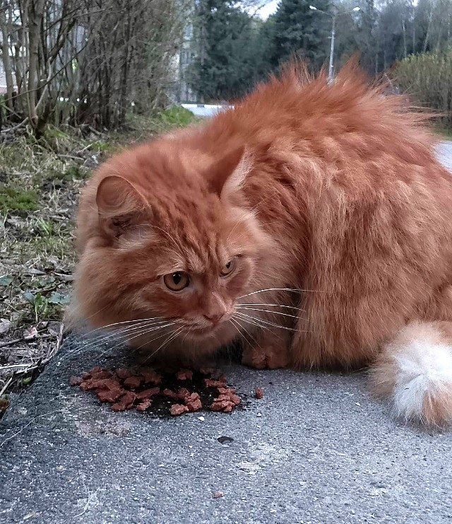 Пропала кошка в Обнинске — фото объявления