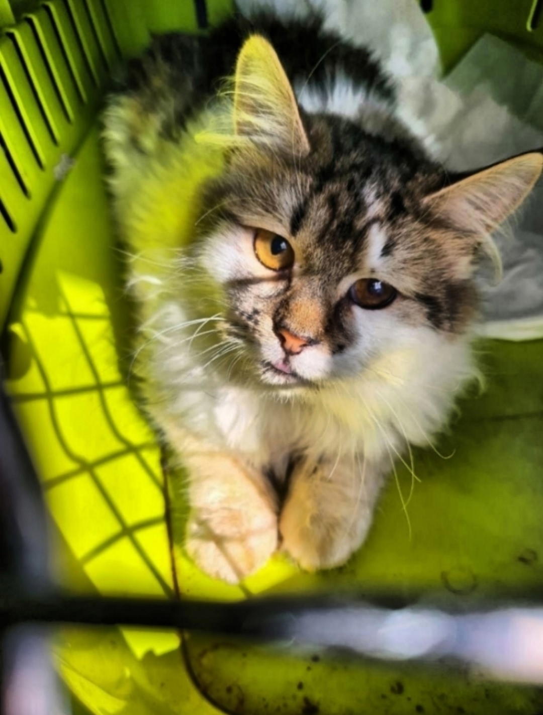 Найдена кошка в Обнинске — фото объявления