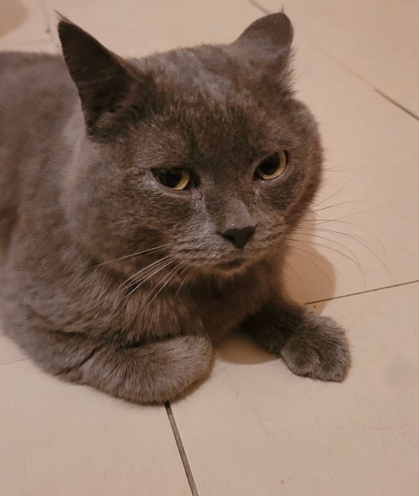 Найдена кошка в Обнинске — фото объявления