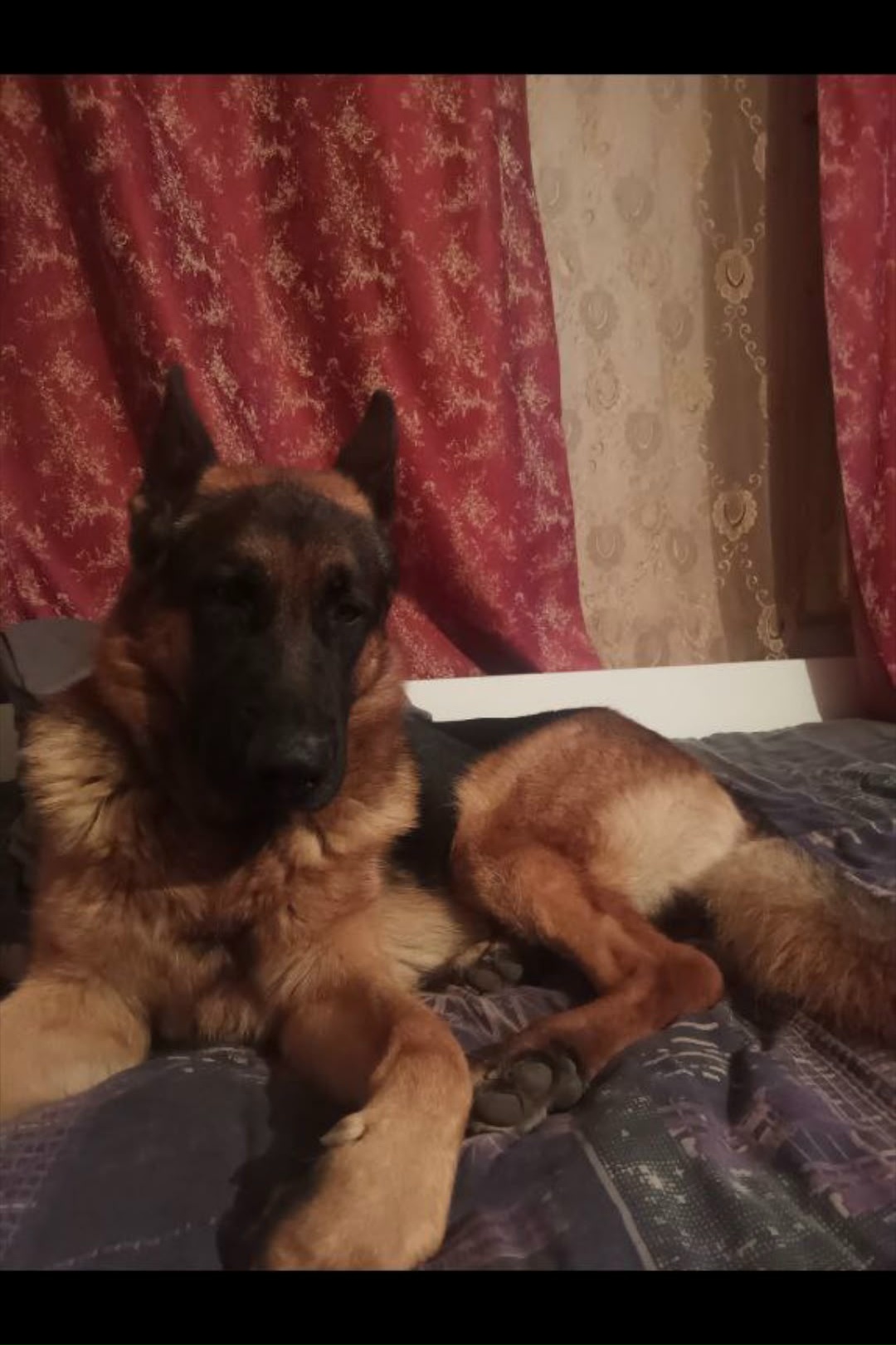 Пропала собака в Егорьевске — Убежала собака 5 лет, добрый, тянется к людям в зелёном ошейнике, увидевшим просьба позвонить…