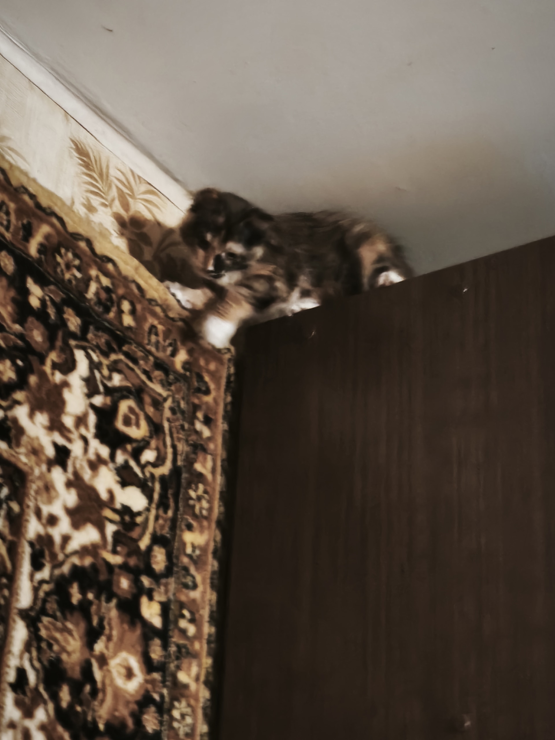 Пропала кошка в Егорьевске — фото объявления