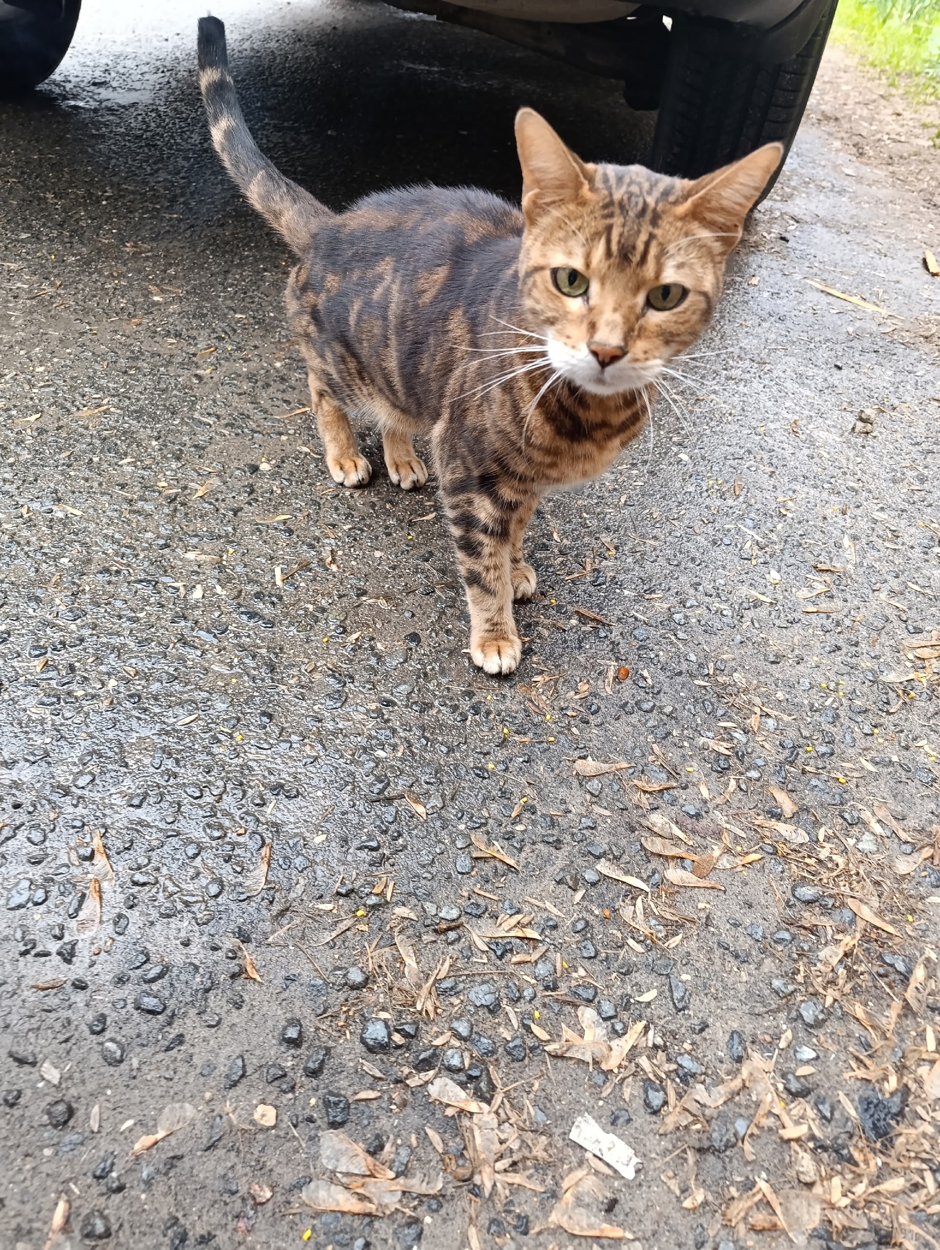 Пропала кошка в Егорьевске — фото объявления