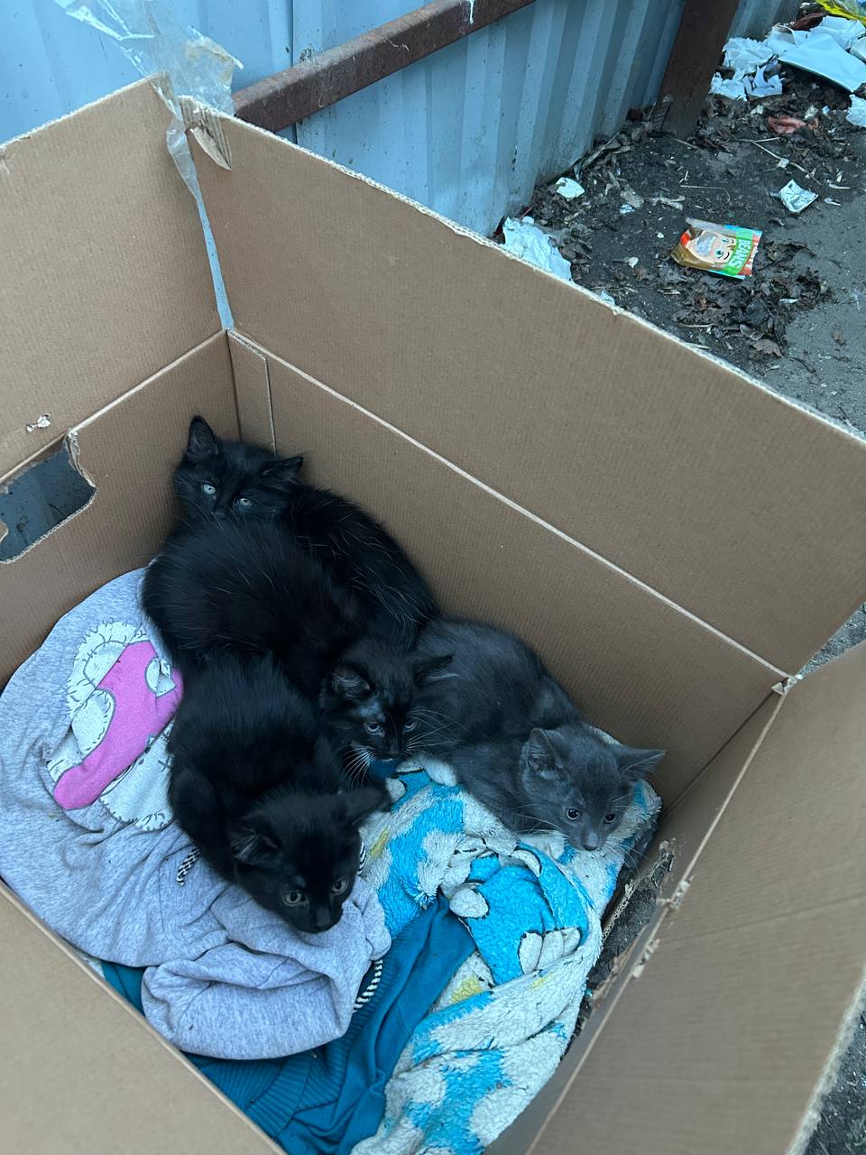 Найдена кошка в Егорьевске — фото объявления