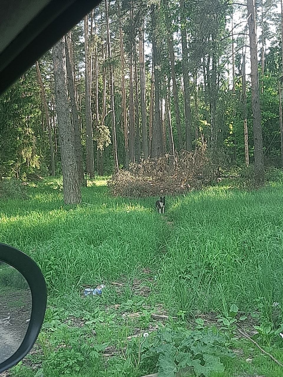 Найдена собака в Егорьевске — фото объявления