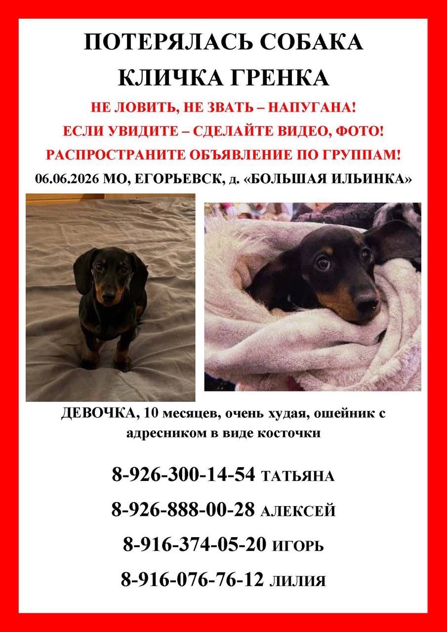 Найдена собака в Егорьевске — фото объявления