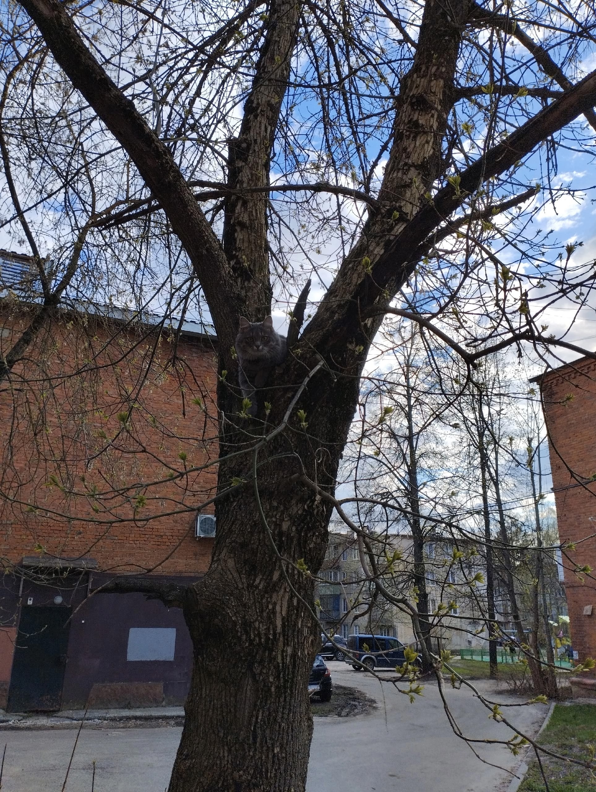 Объявление о питомце в Егорьевске — фото объявления