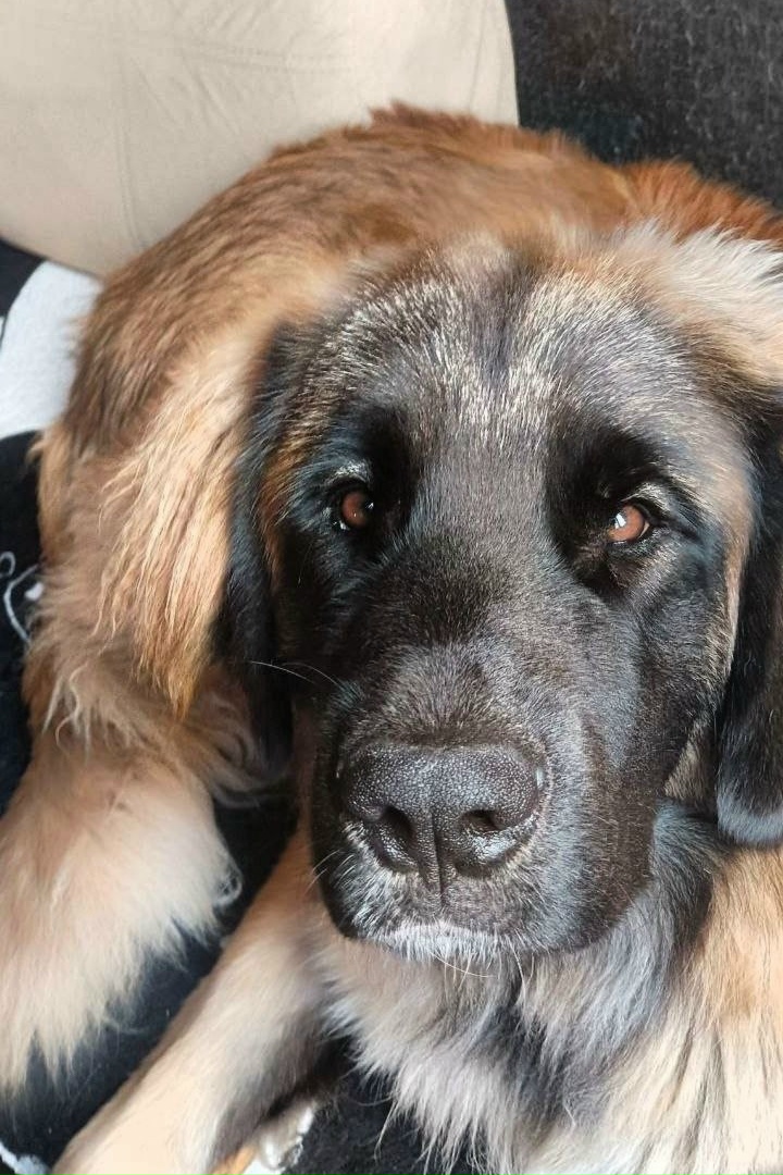 Пропала собака в Чехове — фото объявления