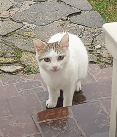 Пропала кошка в Чехове — фото объявления