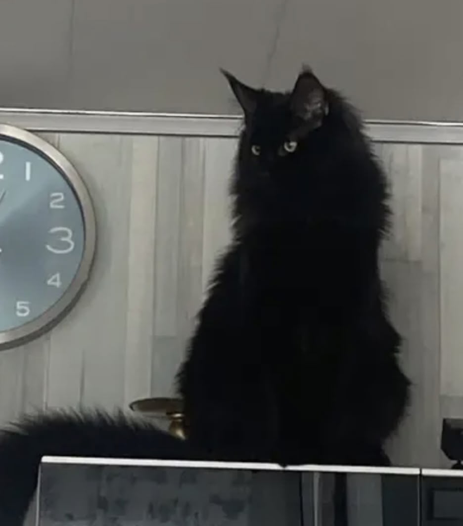 Найдена кошка в Чехове — фото объявления