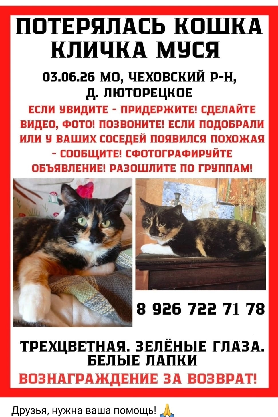 Найдена кошка в Чехове — фото объявления