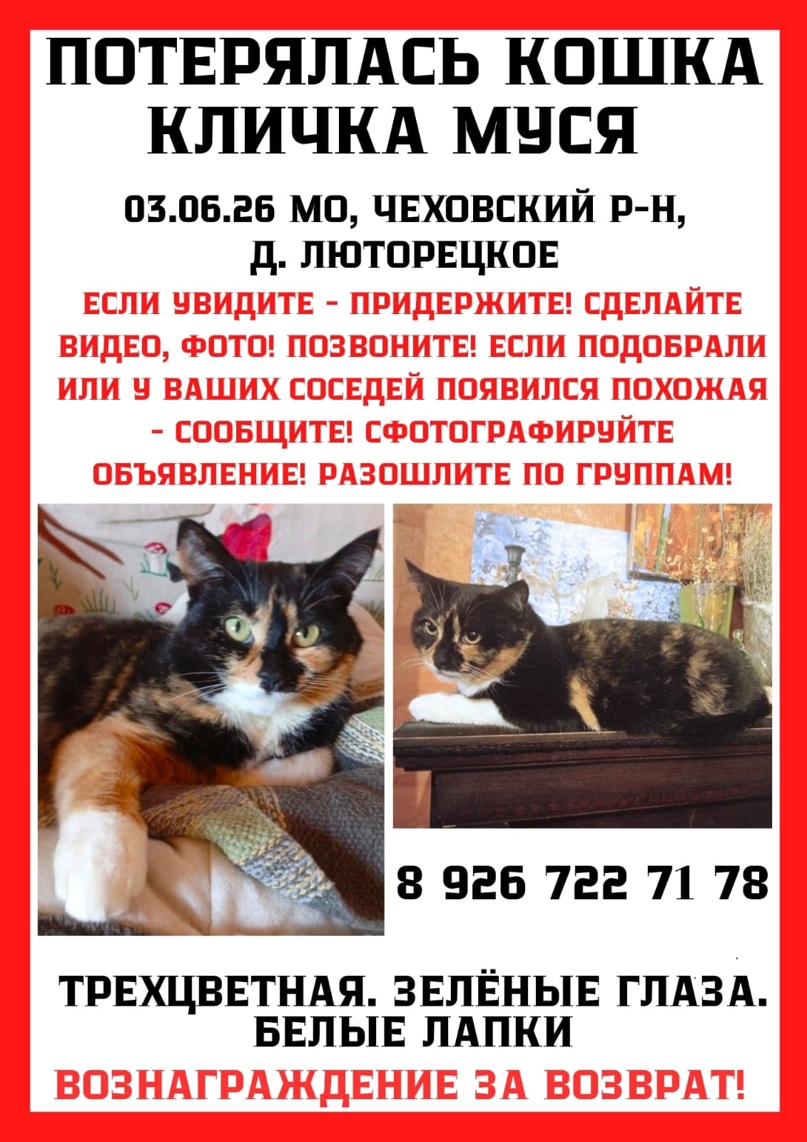 Найдена кошка в Чехове — фото объявления
