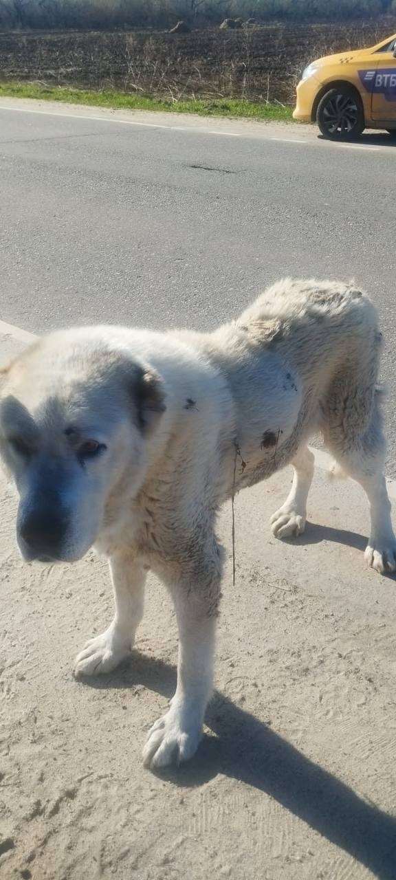 Найдена собака в Ступине — фото объявления