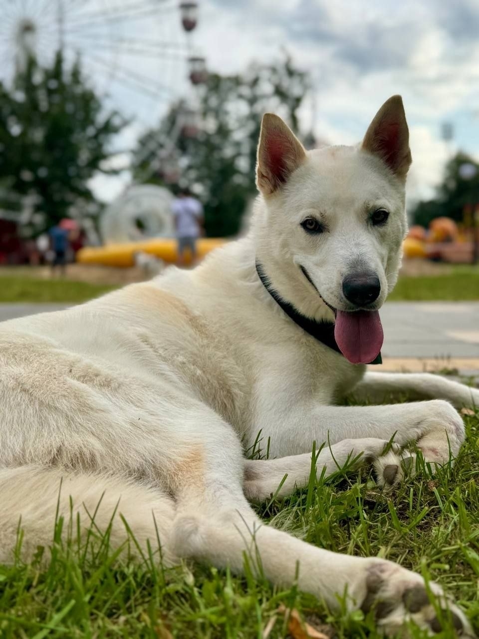 Пропала собака в Ступине — фото объявления