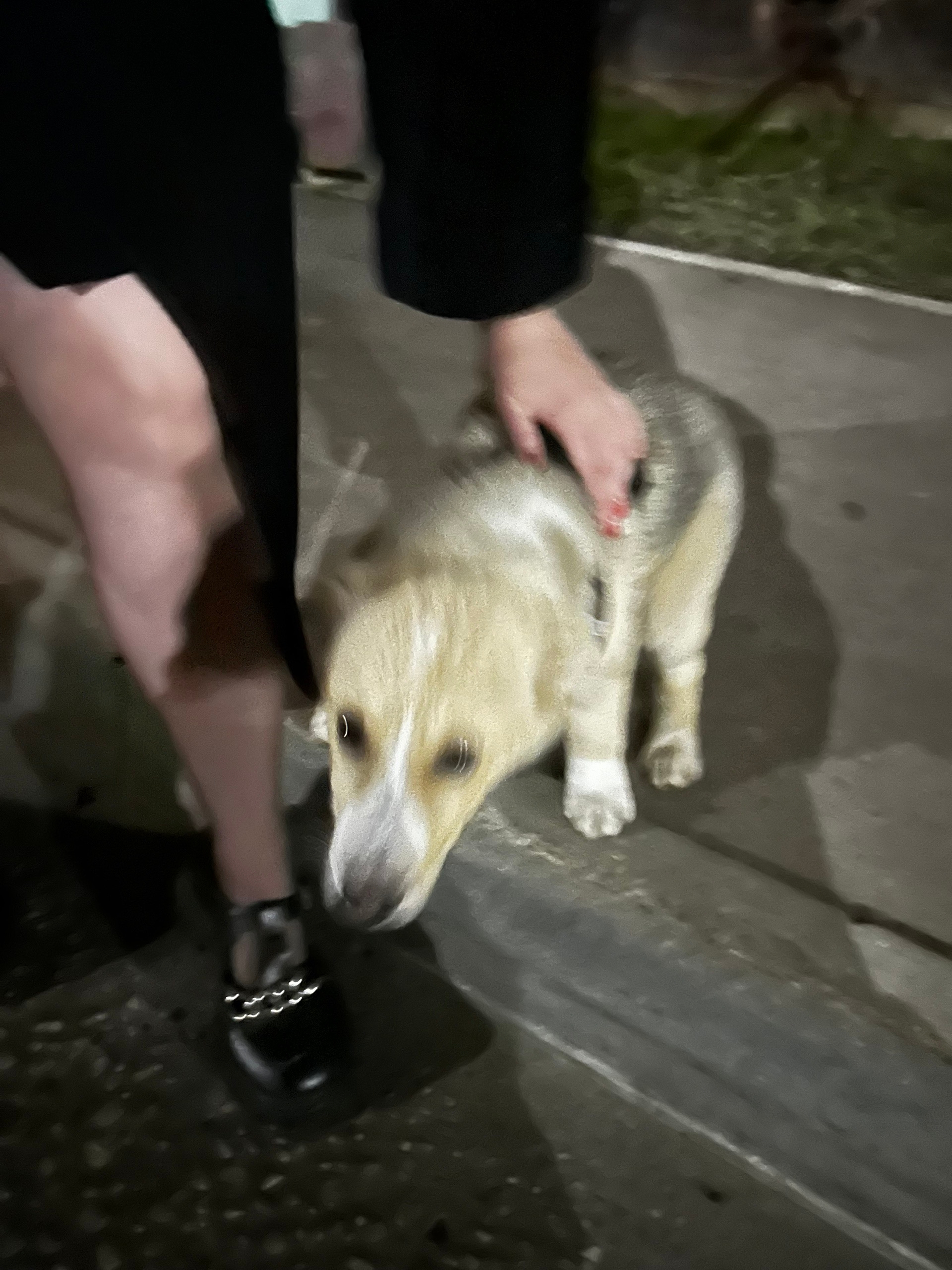 Найдена собака в Ступине — фото объявления