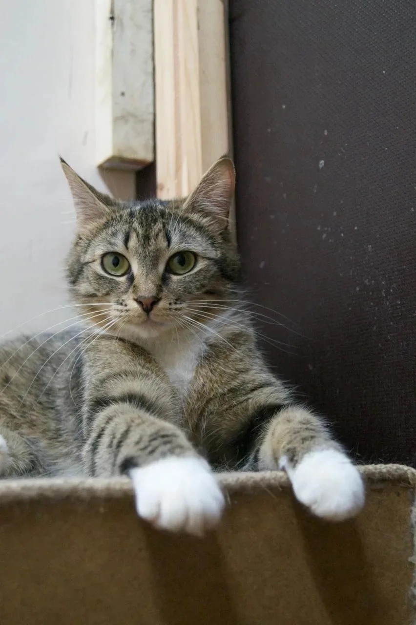 Найдена собака в Ступине — фото объявления