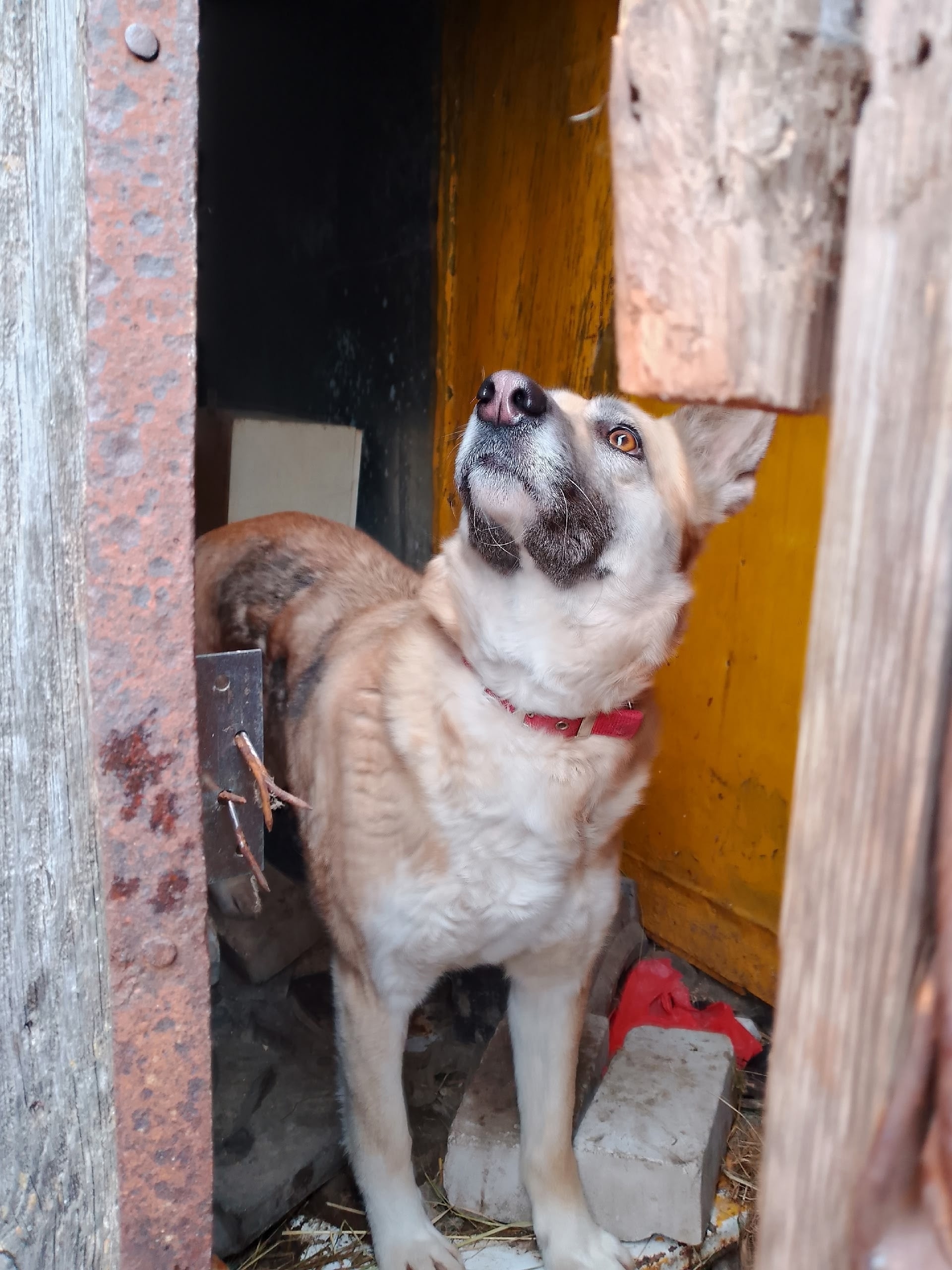 Найдена собака в Ступине — фото объявления