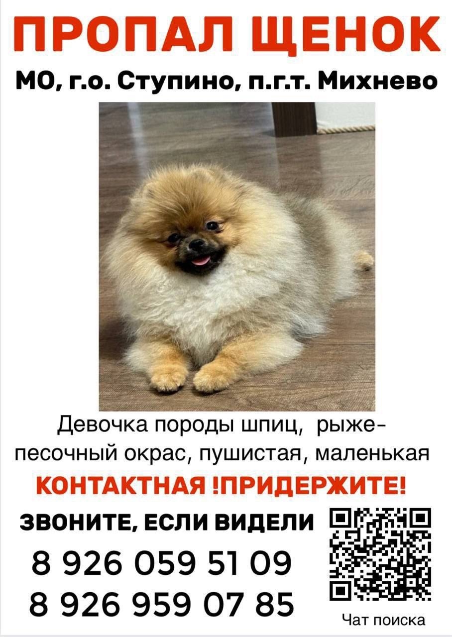 Найдена собака в Ступине — фото объявления