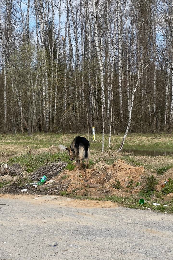 Найдена собака в Ступине — фото объявления