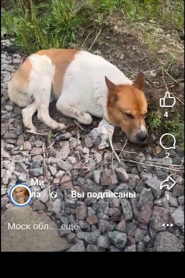 Найденная собака в Ступине Найдена собака в Ступине — фото объявления