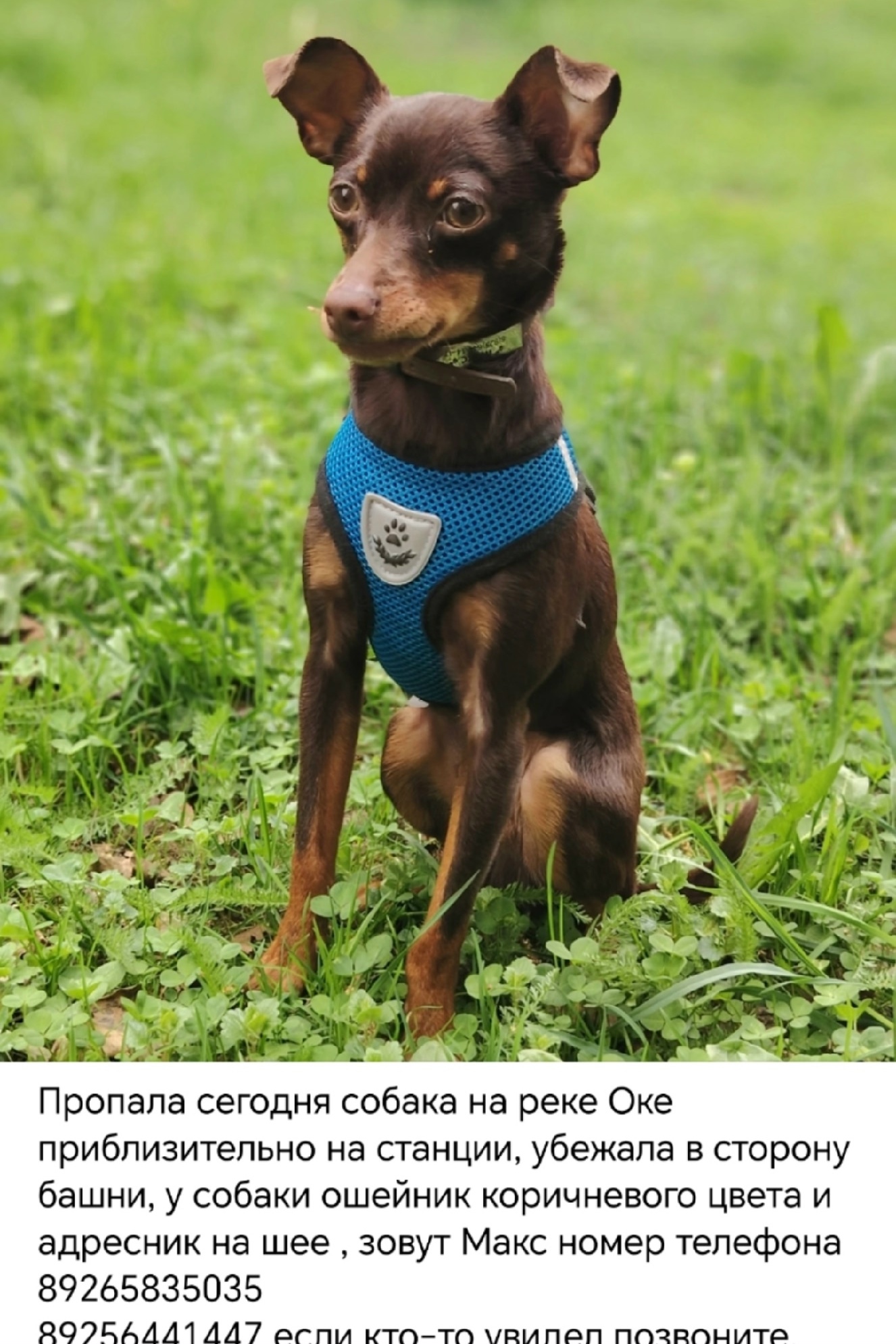 Найденная собака в Ступине Найдена собака в Ступине — фото объявления