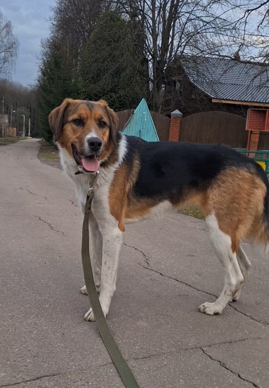 Объявление о питомце в Солнечногорске — фото объявления