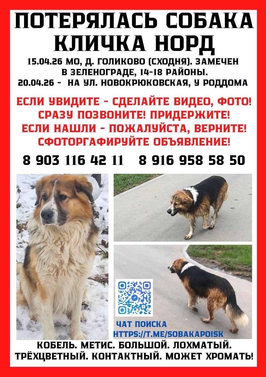 Пропала собака в Солнечногорске — фото объявления