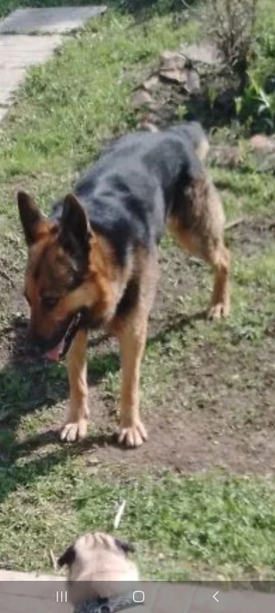 Найдена собака в Солнечногорске — фото объявления