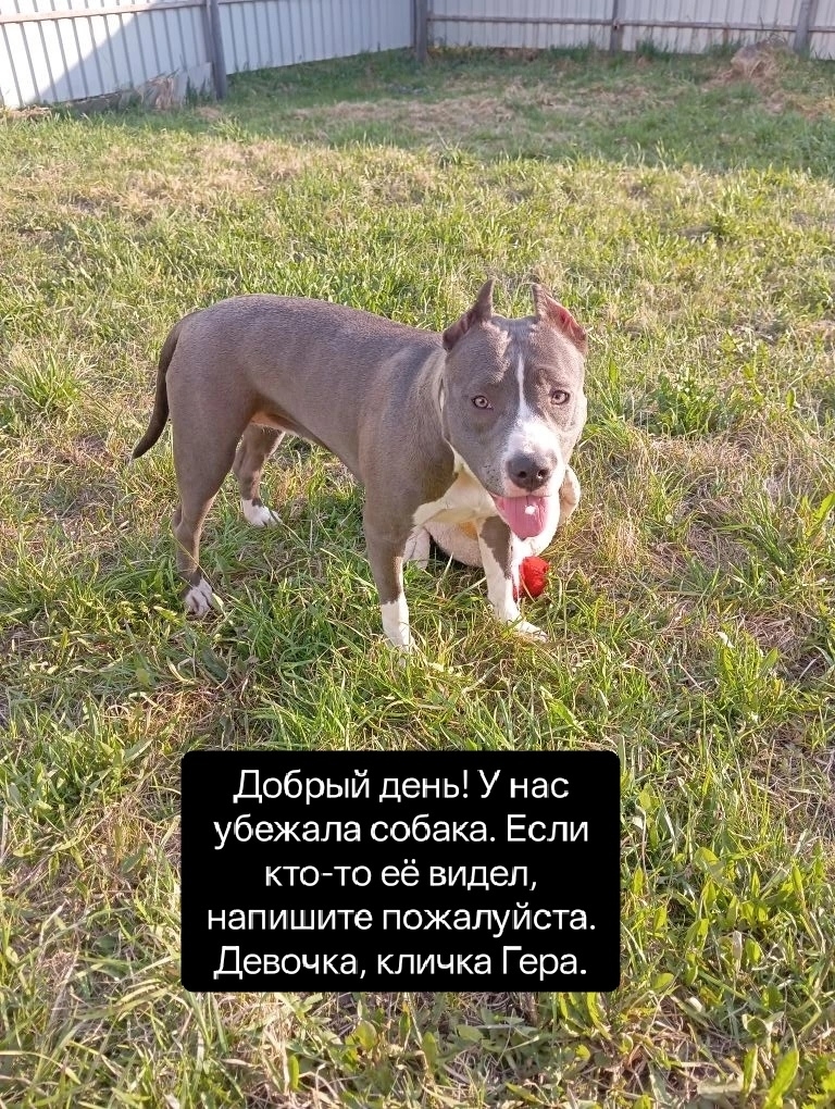 Объявление о питомце в Солнечногорске — фото объявления