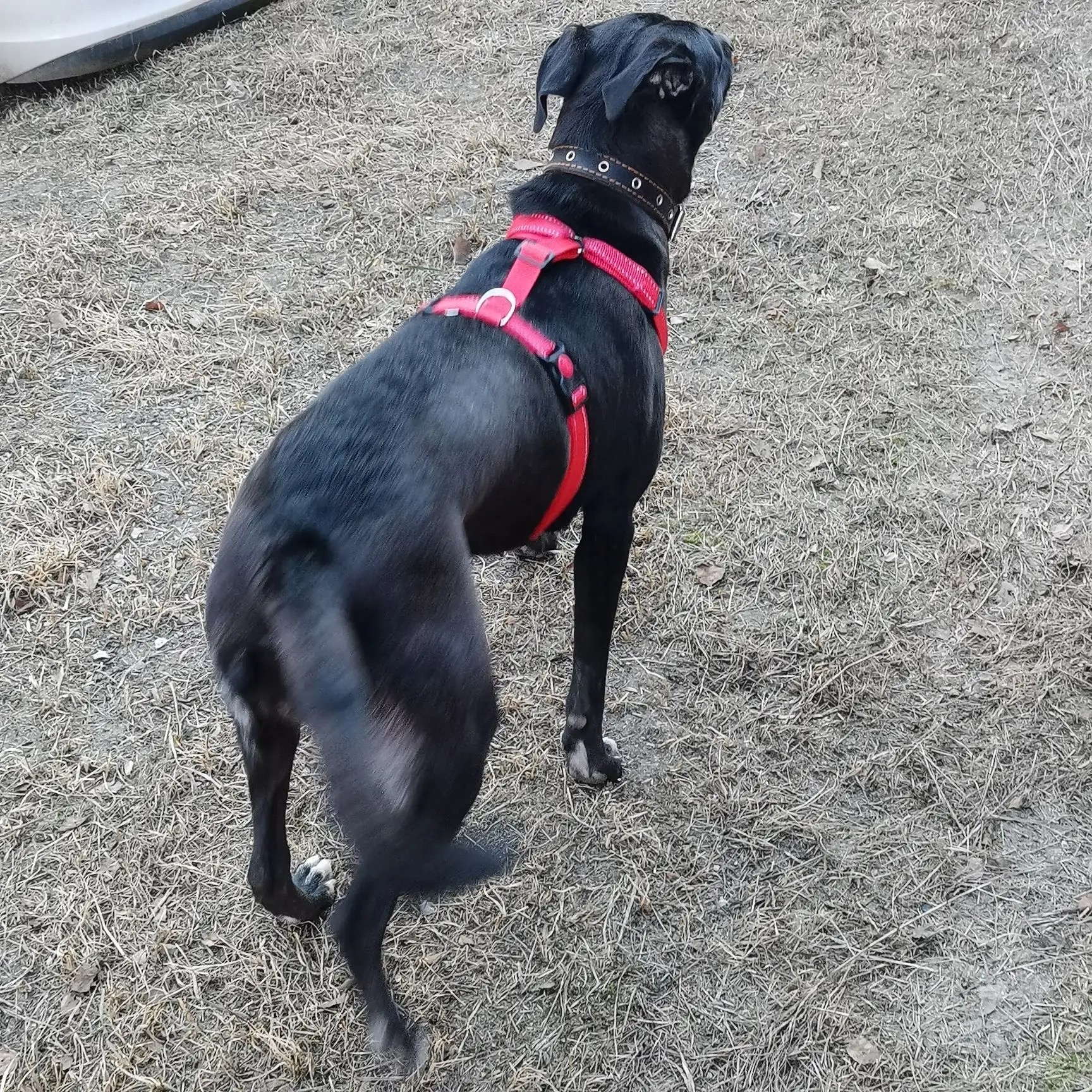 Пропал питомец в Ухте