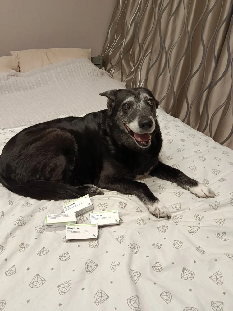 Объявление о питомце в Ухте