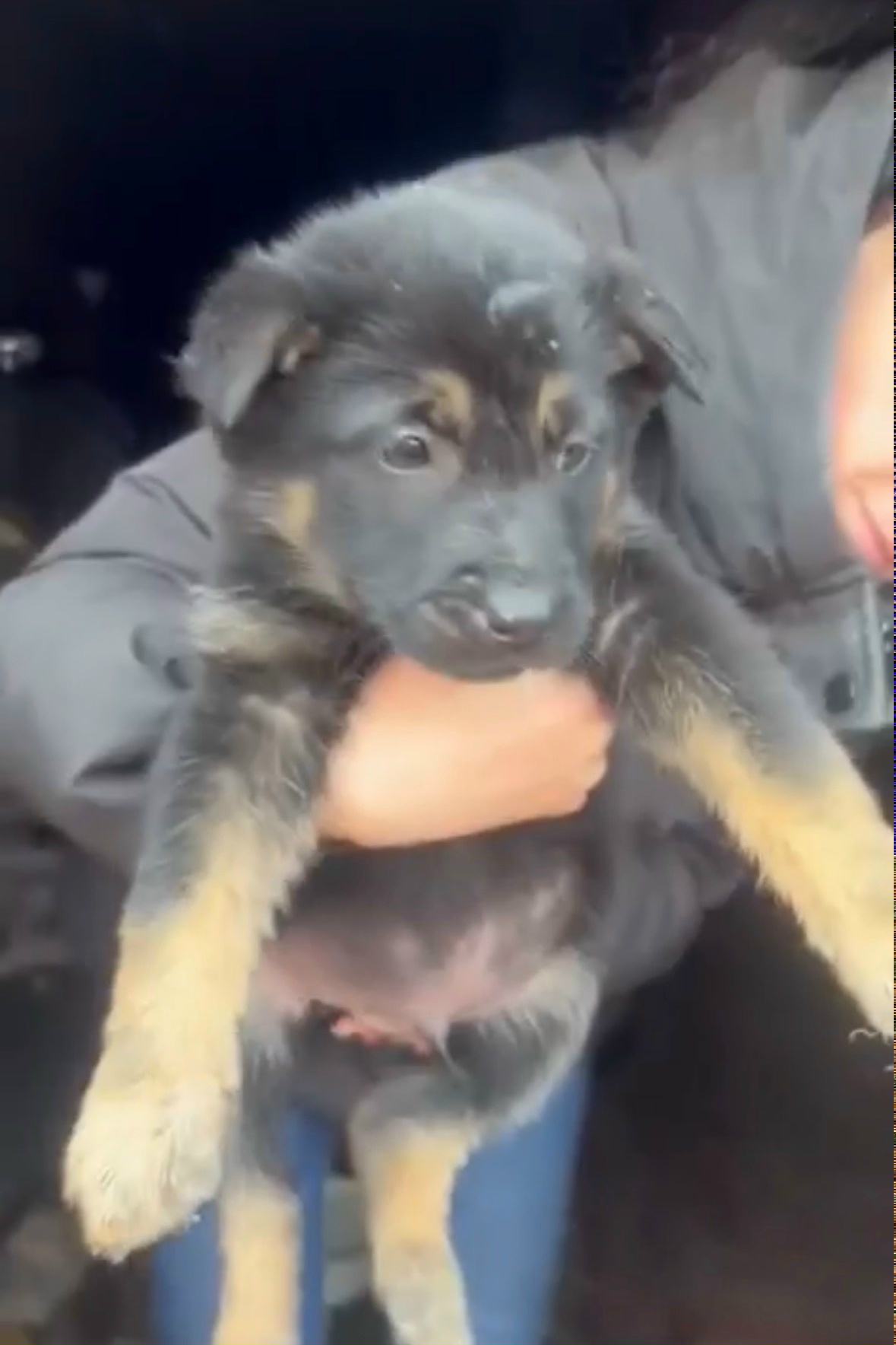 Объявление о питомце в Ухте — фото объявления