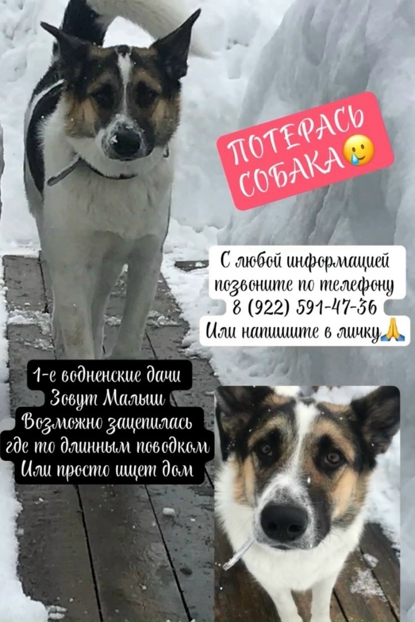 Найдена собака в Ухте — фото объявления