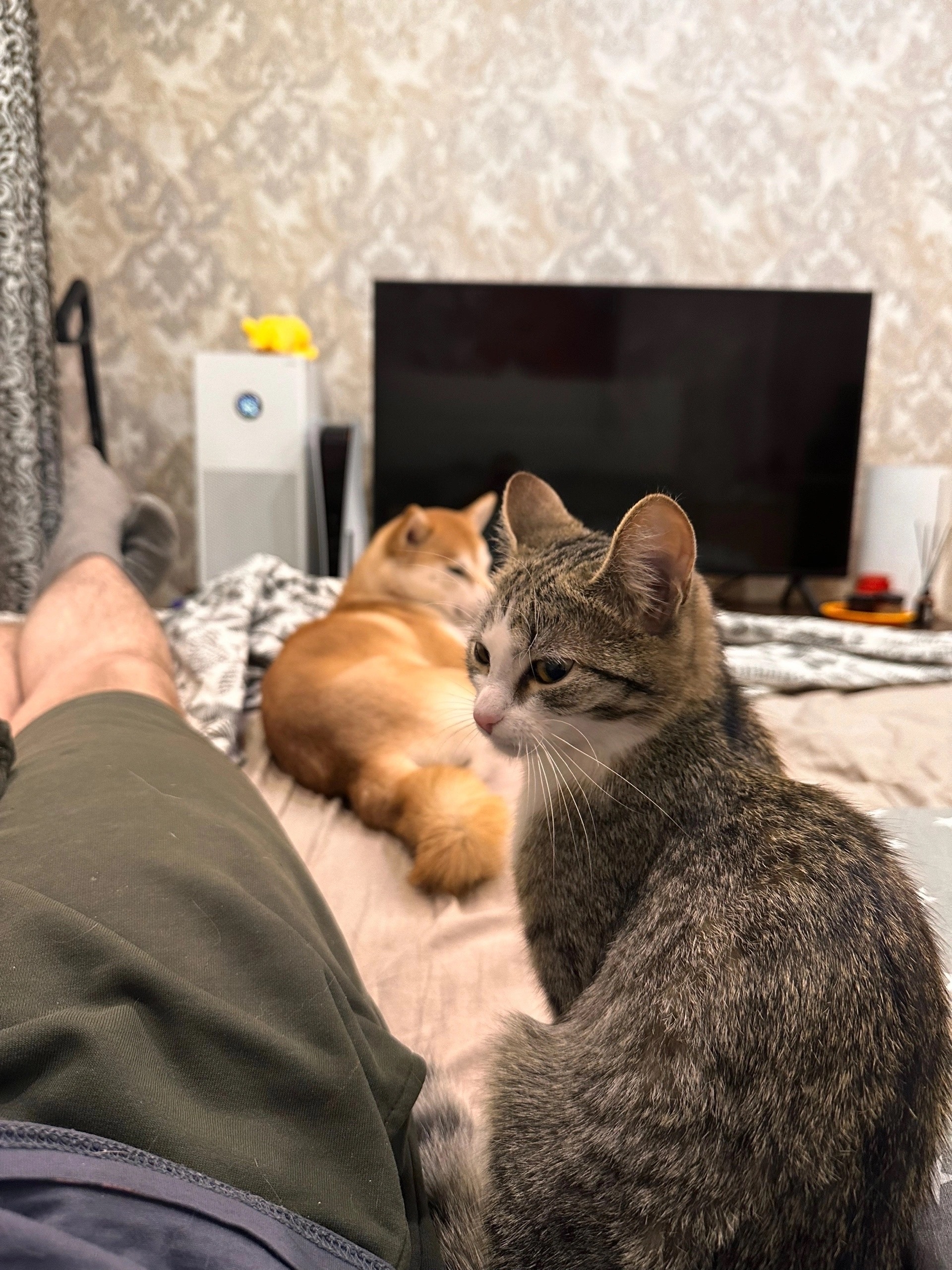 Найденная кошка в Ухте Найдена кошка в Ухте — фото объявления