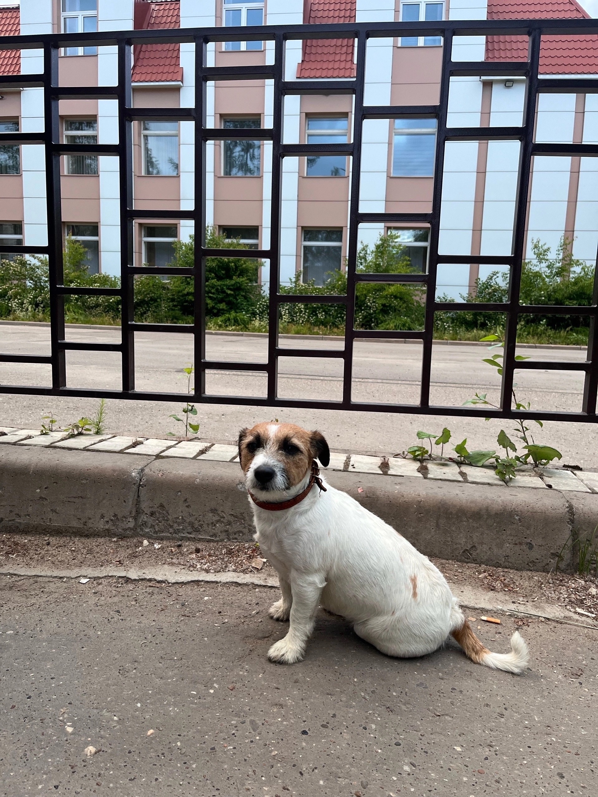 Объявление о питомце в Ухте — фото объявления