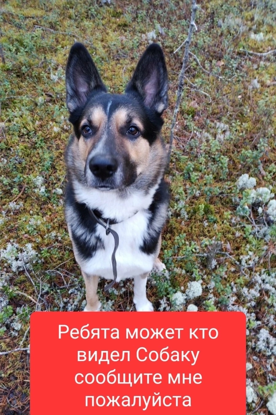 Найдена собака в Ухте — фото объявления