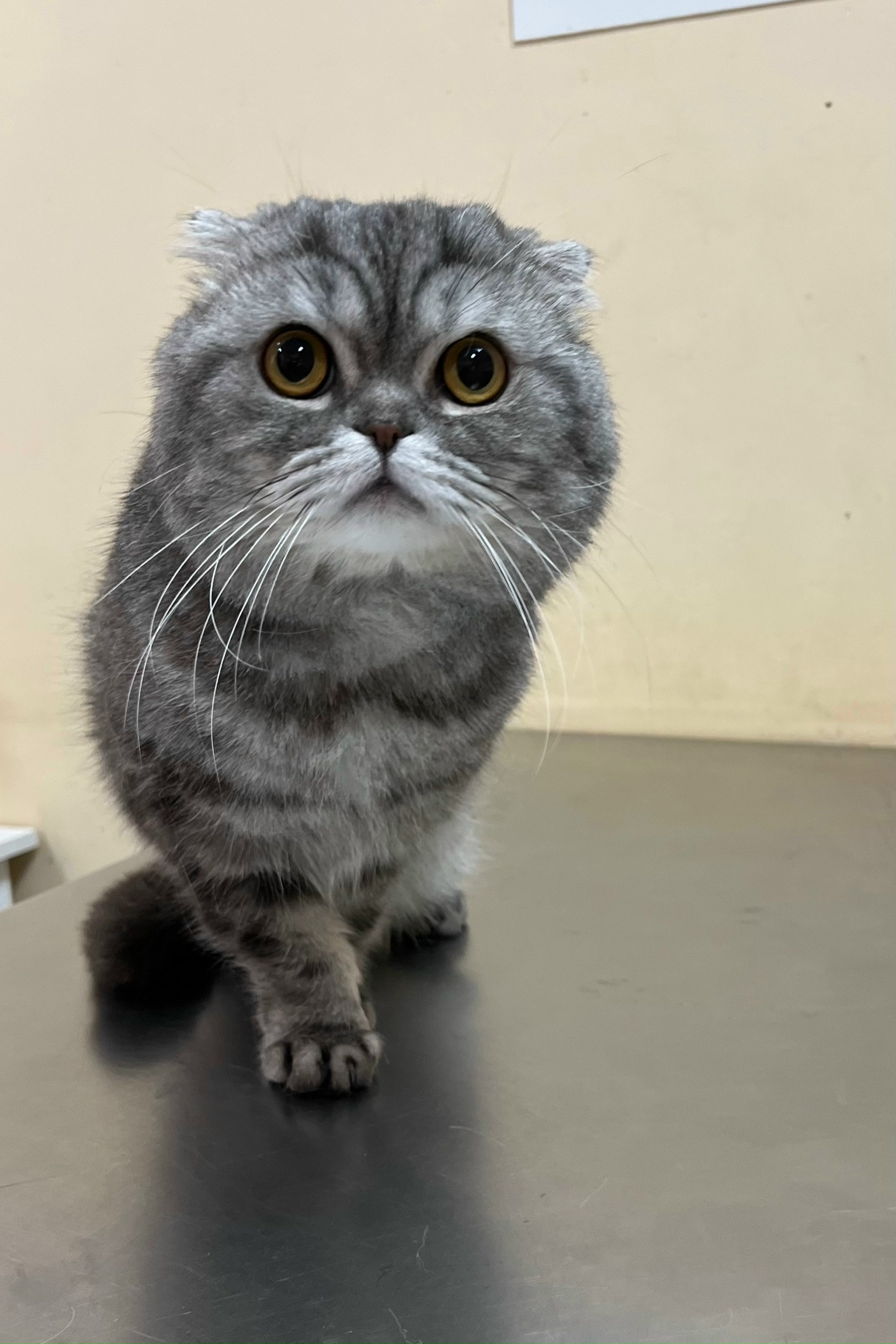 Пропала кошка в Златоусте