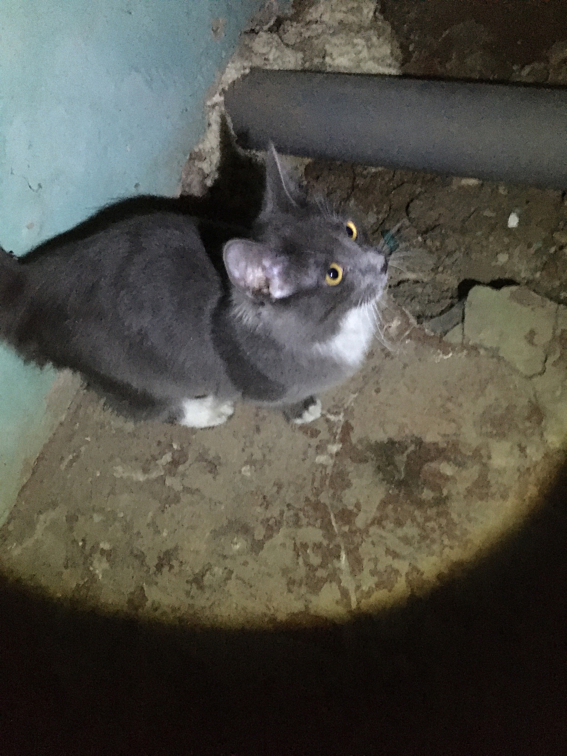 Объявление о питомце в Златоусте