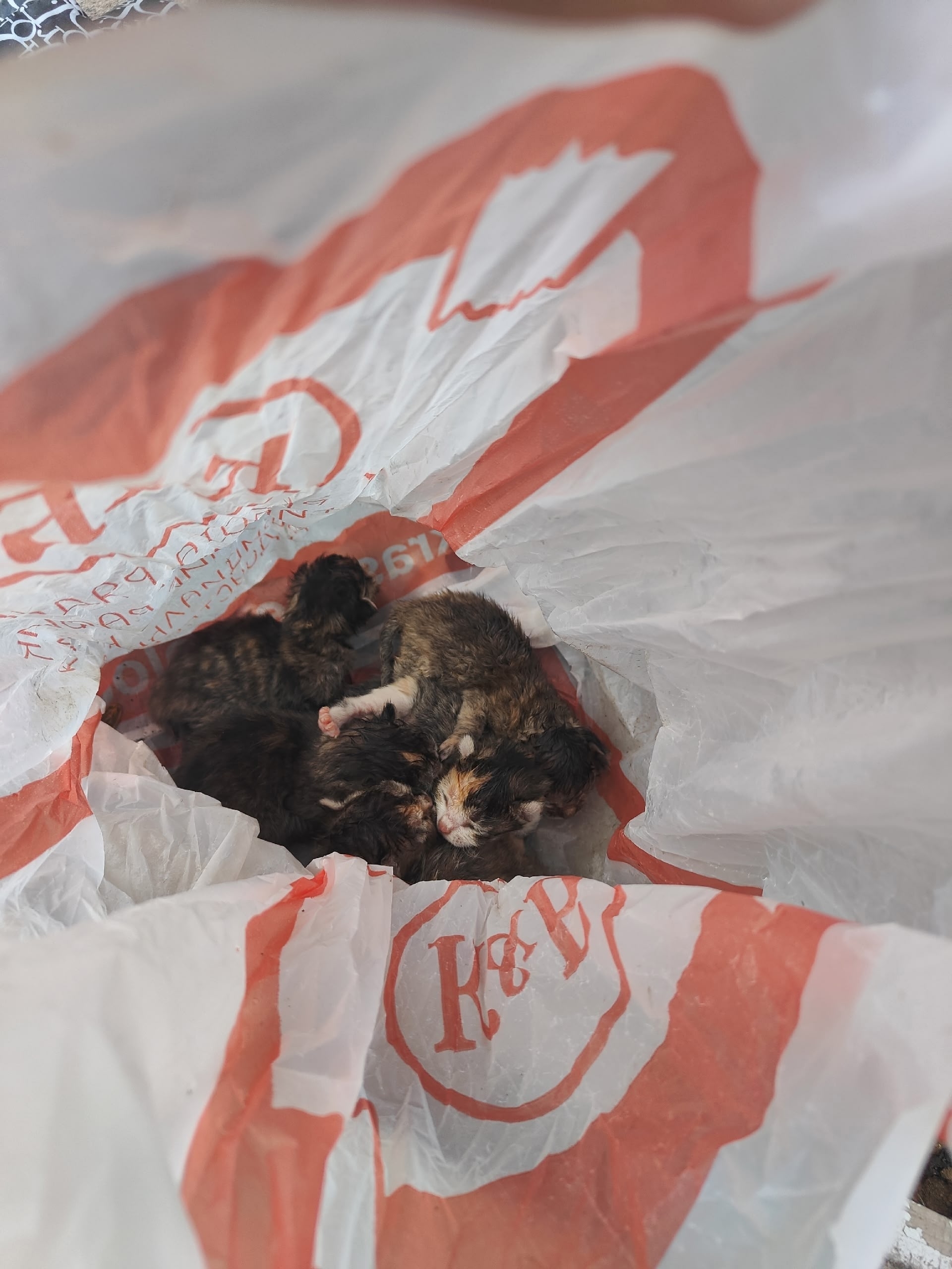 Найден питомец в Златоусте