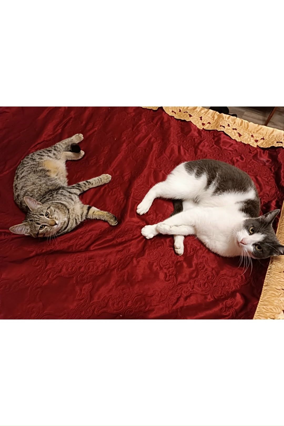 Найдена кошка в Златоусте — фото объявления