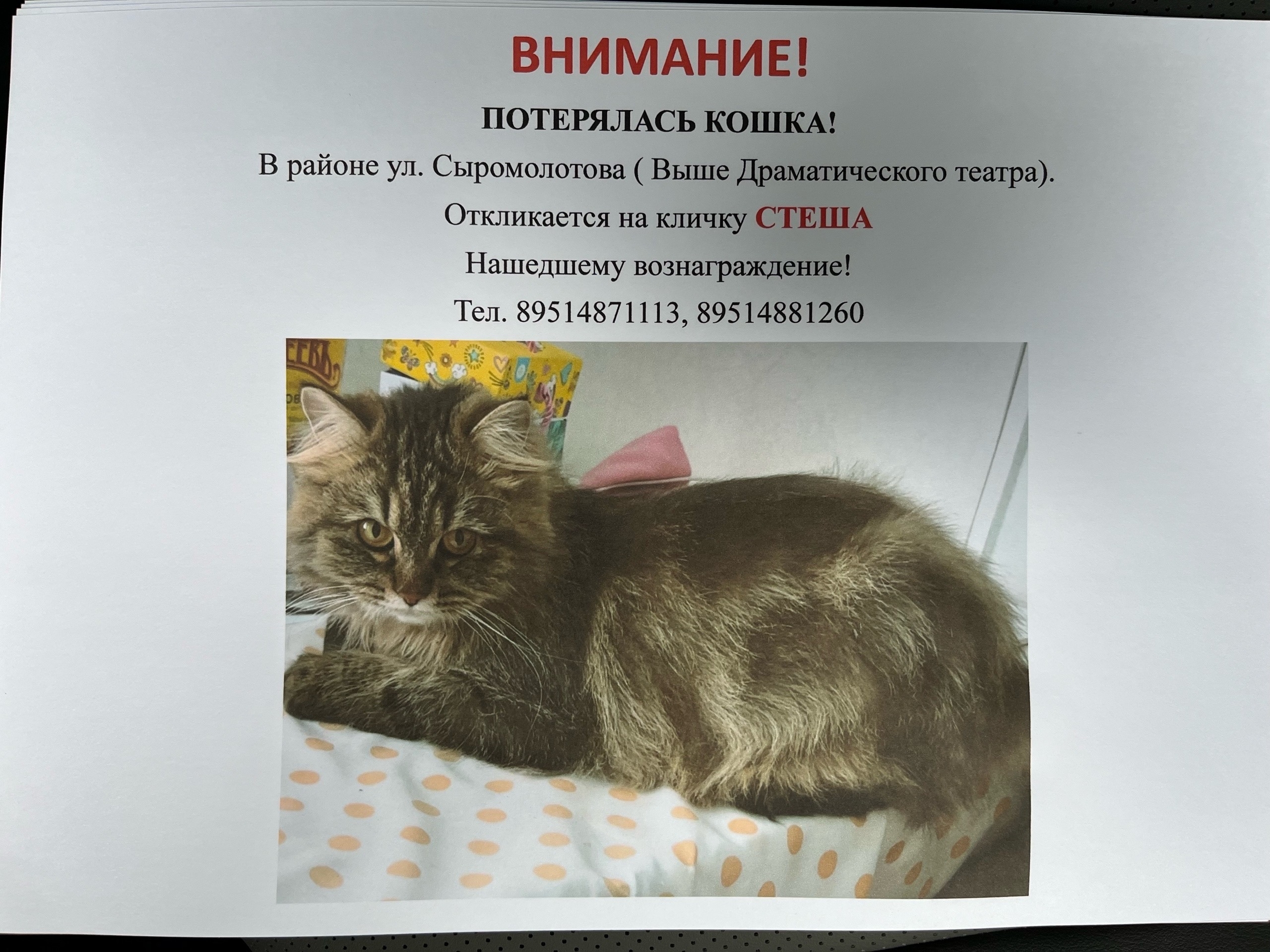 Найдена кошка в Златоусте — фото объявления