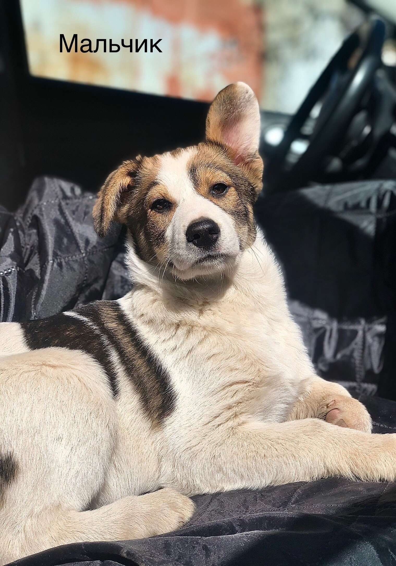 Найдена собака в Троицке — фото объявления