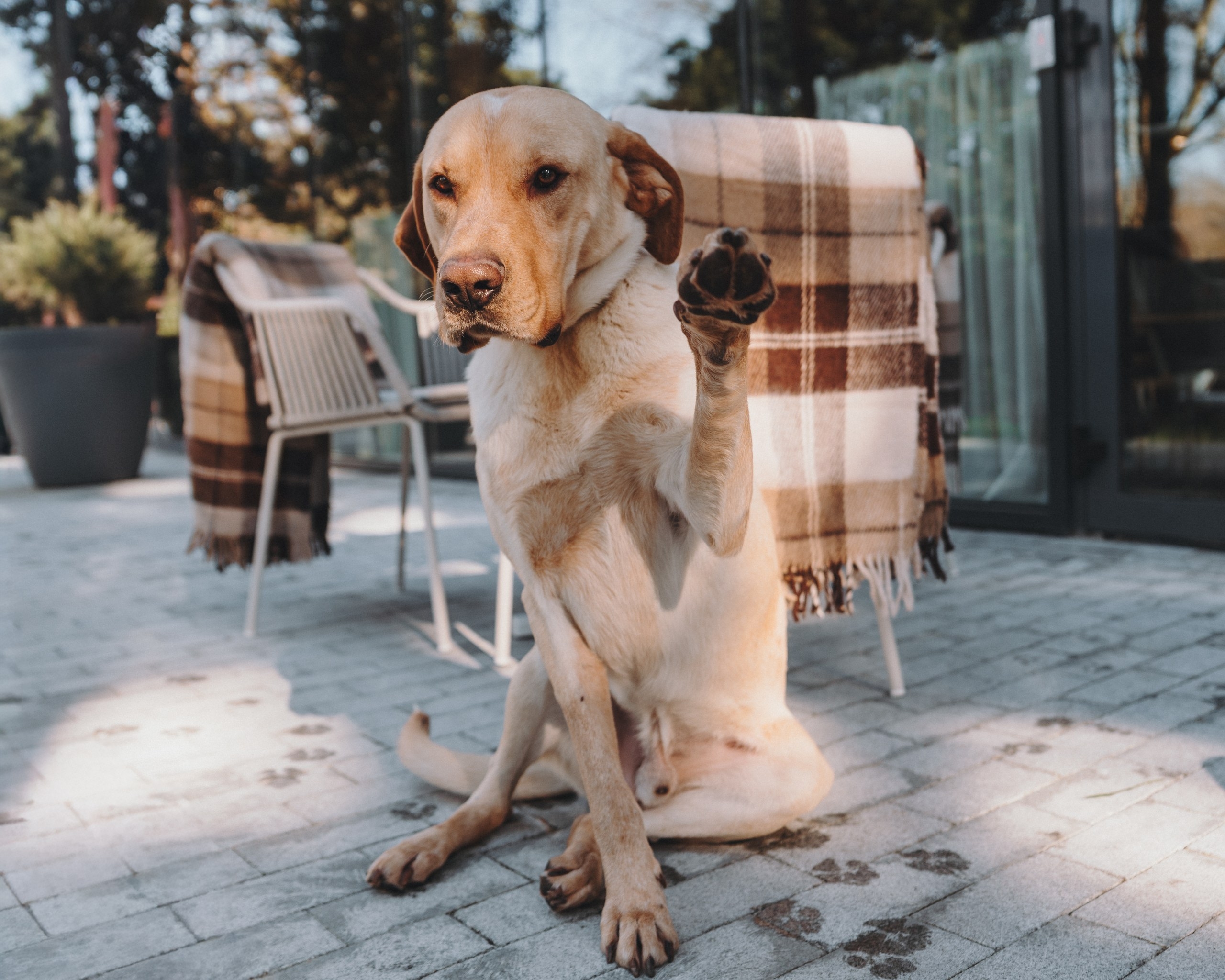 Найдена собака в Троицке — фото объявления