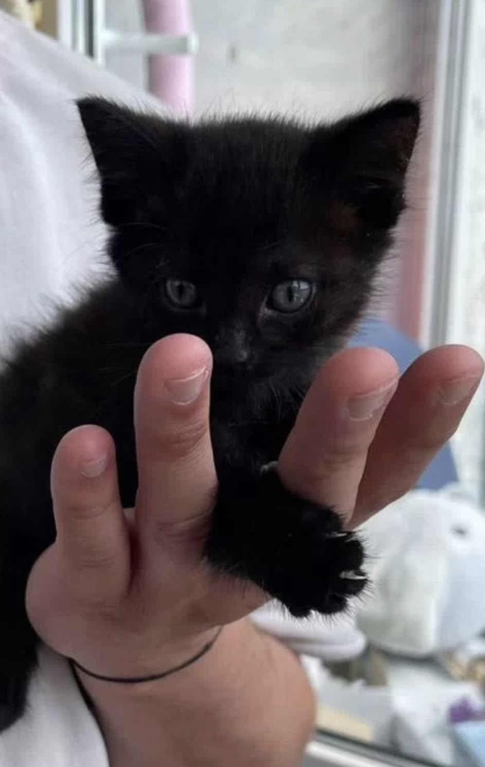 Найдена кошка в Троицке — фото объявления