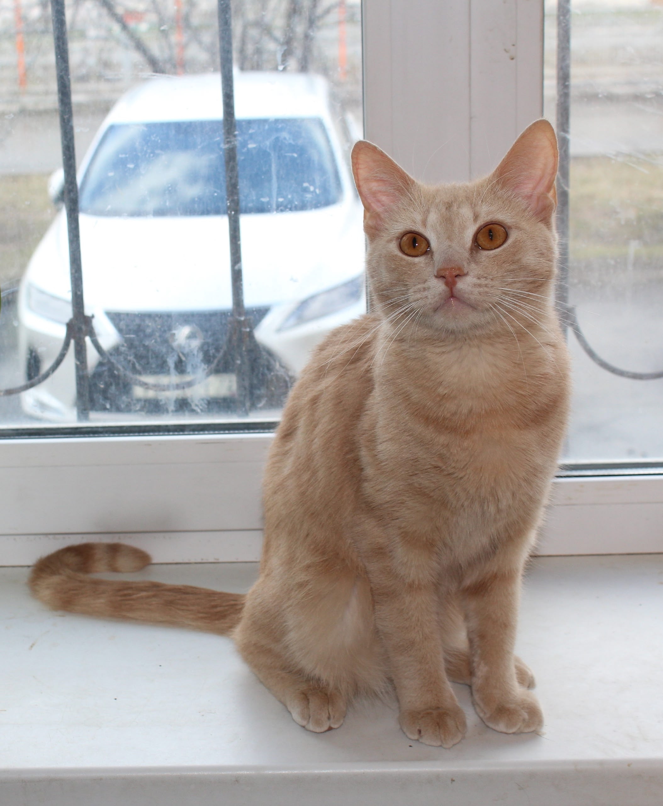 Найдена собака в Троицке — фото объявления