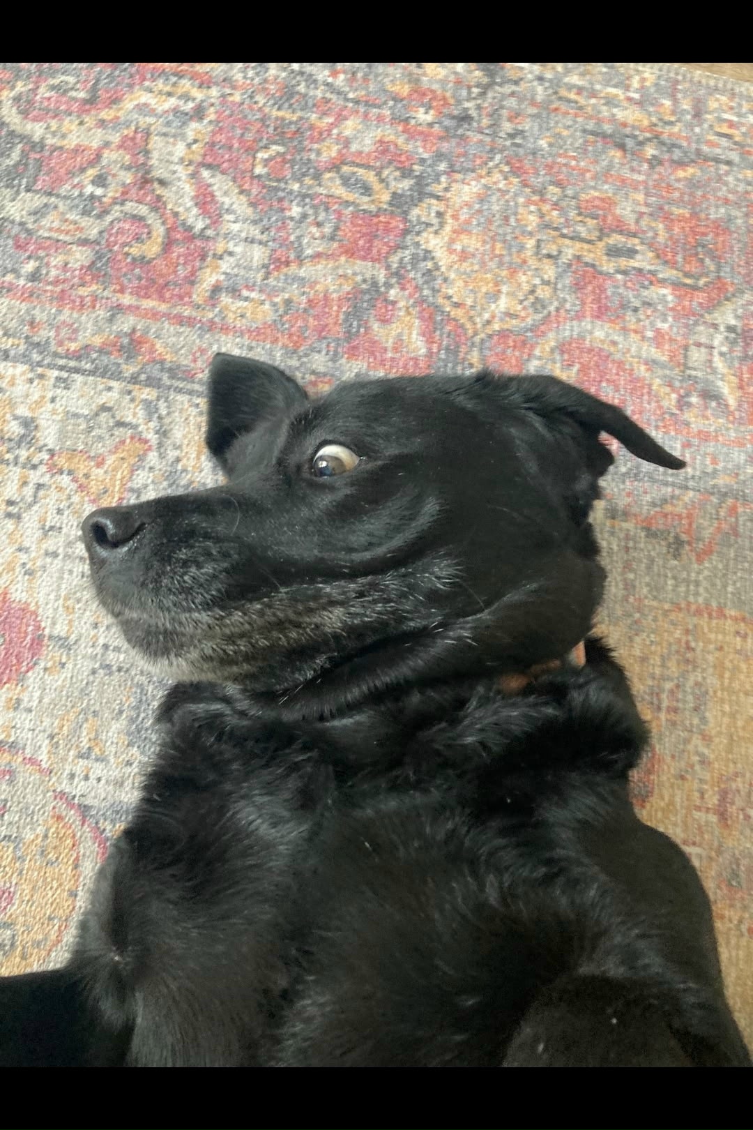 Найдена собака в Троицке — фото объявления