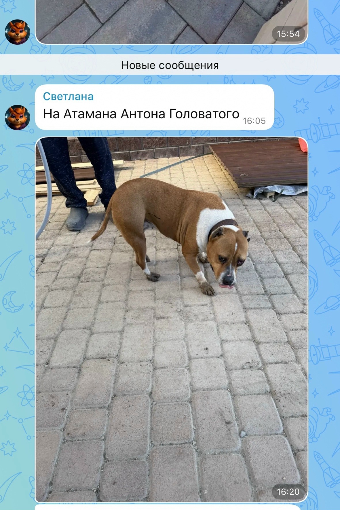 Объявление о питомце в Другие города