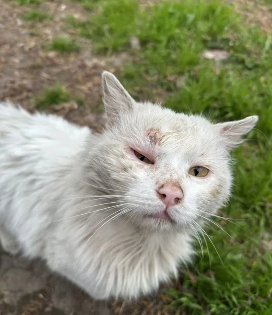 Найдена кошка в Ростове-на-Дону — фото объявления