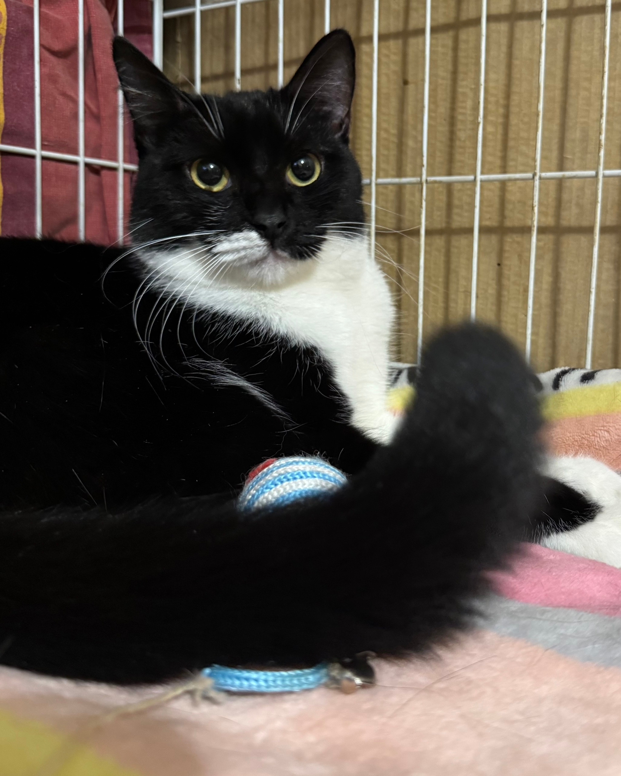 Найдена кошка в Ростове-на-Дону — фото объявления