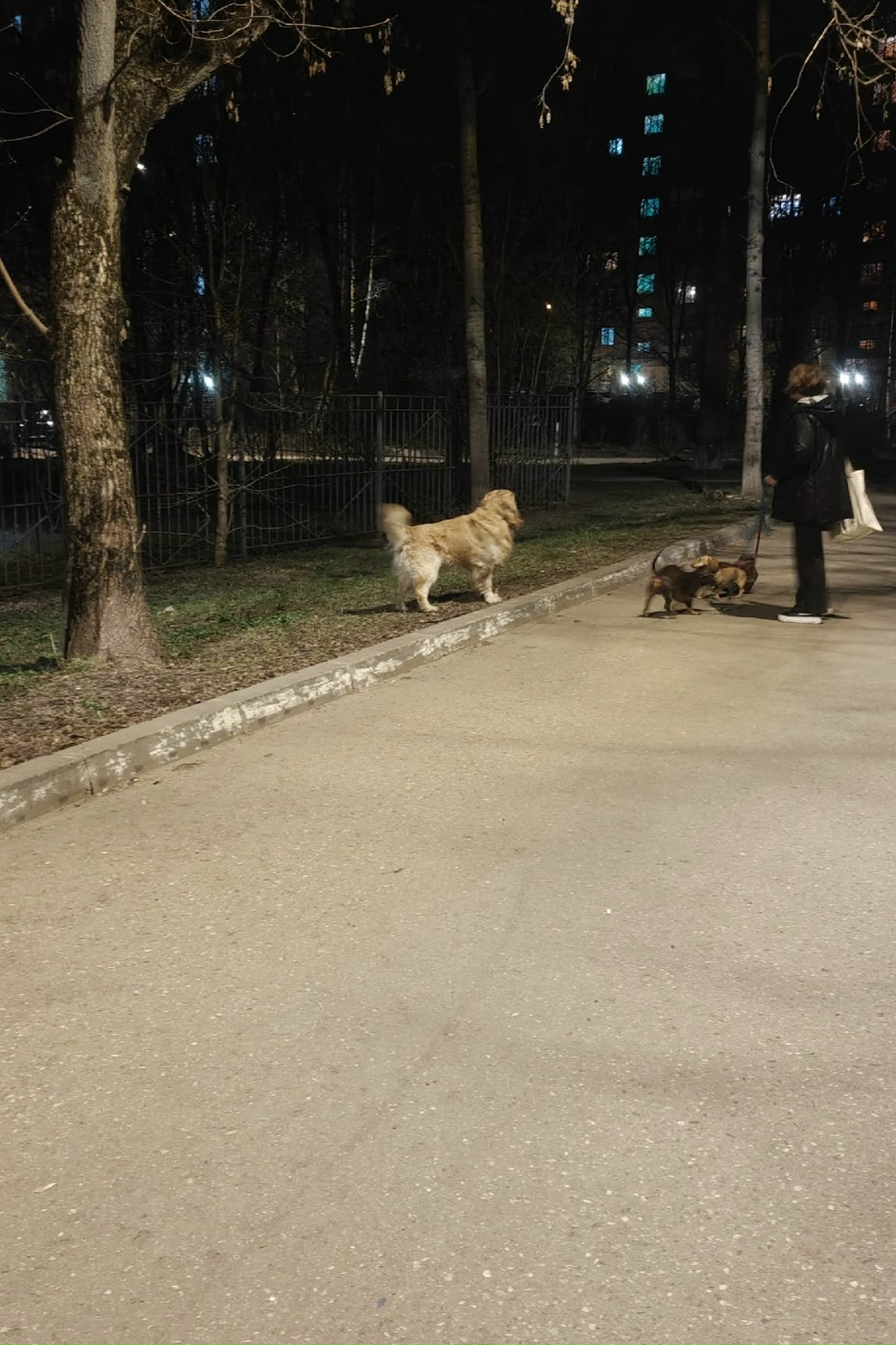 Пропала собака в Королёве — Замечена собака в Королеве, мкр Юбилейный, ул Лесная, д.9 в районе 21:45.